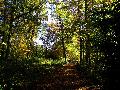 gal/holiday/Warnham Woods Autumn Walk 2006/_thb_Warnham_Woods_Autumn_Walk_IMG_2691.JPG